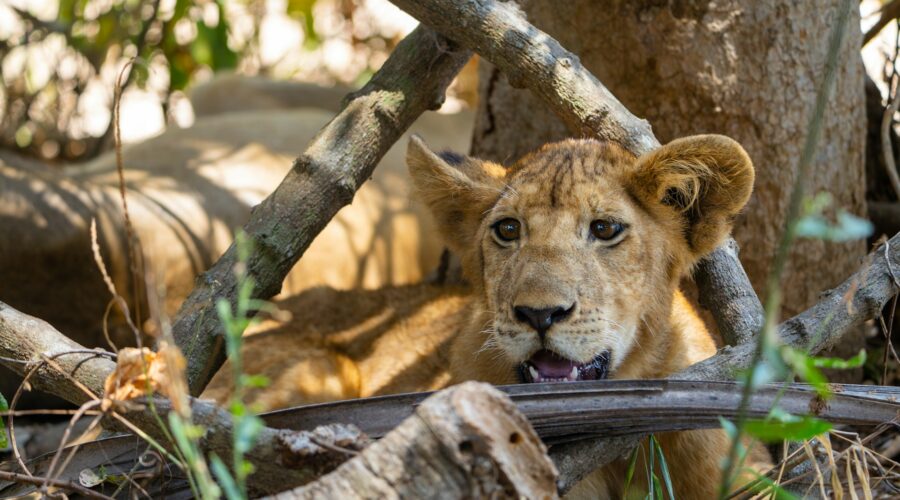 mikumi – kilivistaexpeditions-aron-marinelli-WqdsDDmH9y0-unsplash